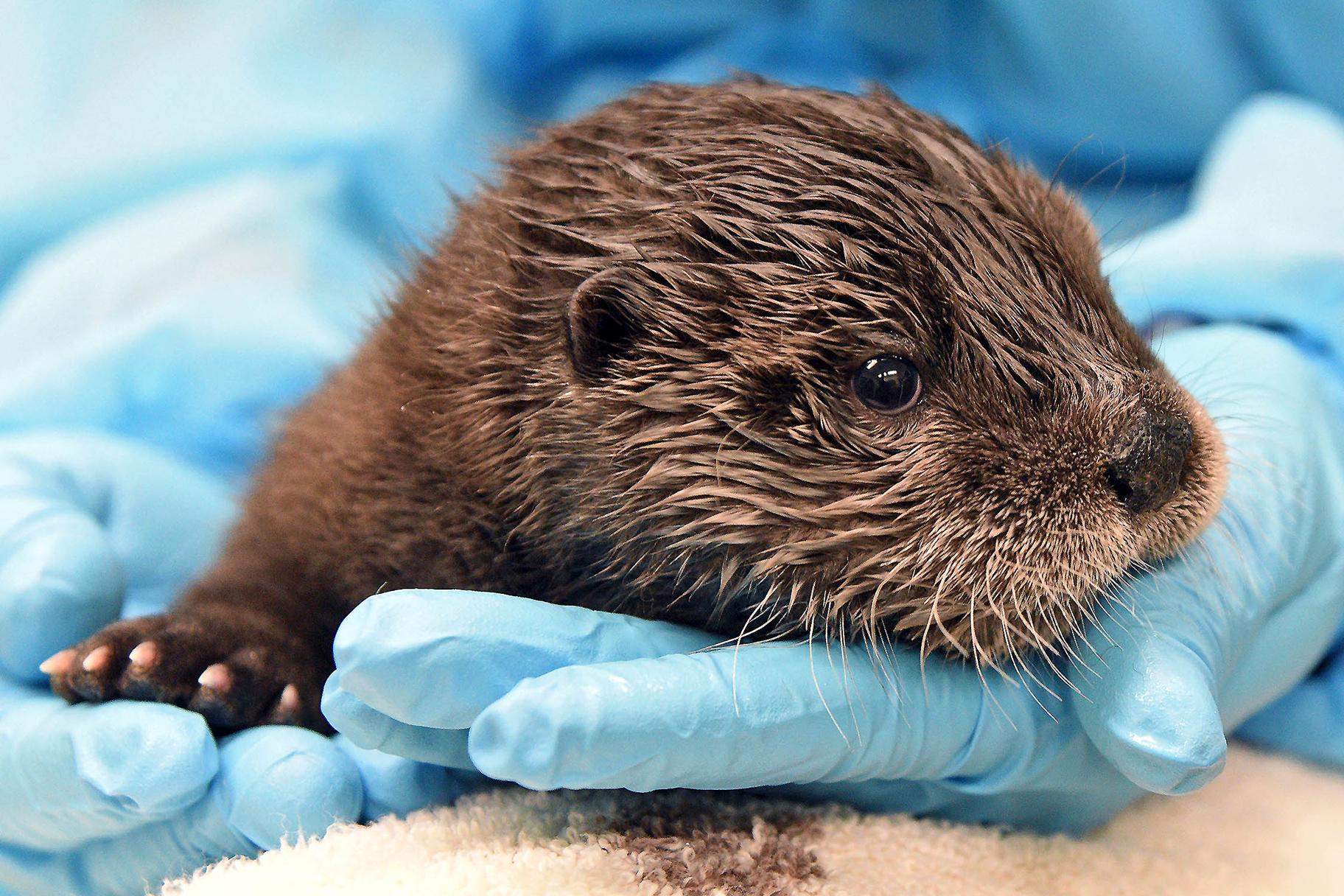 River Otter Pup Being HandReared at Brookfield Zoo Chicago News WTTW
